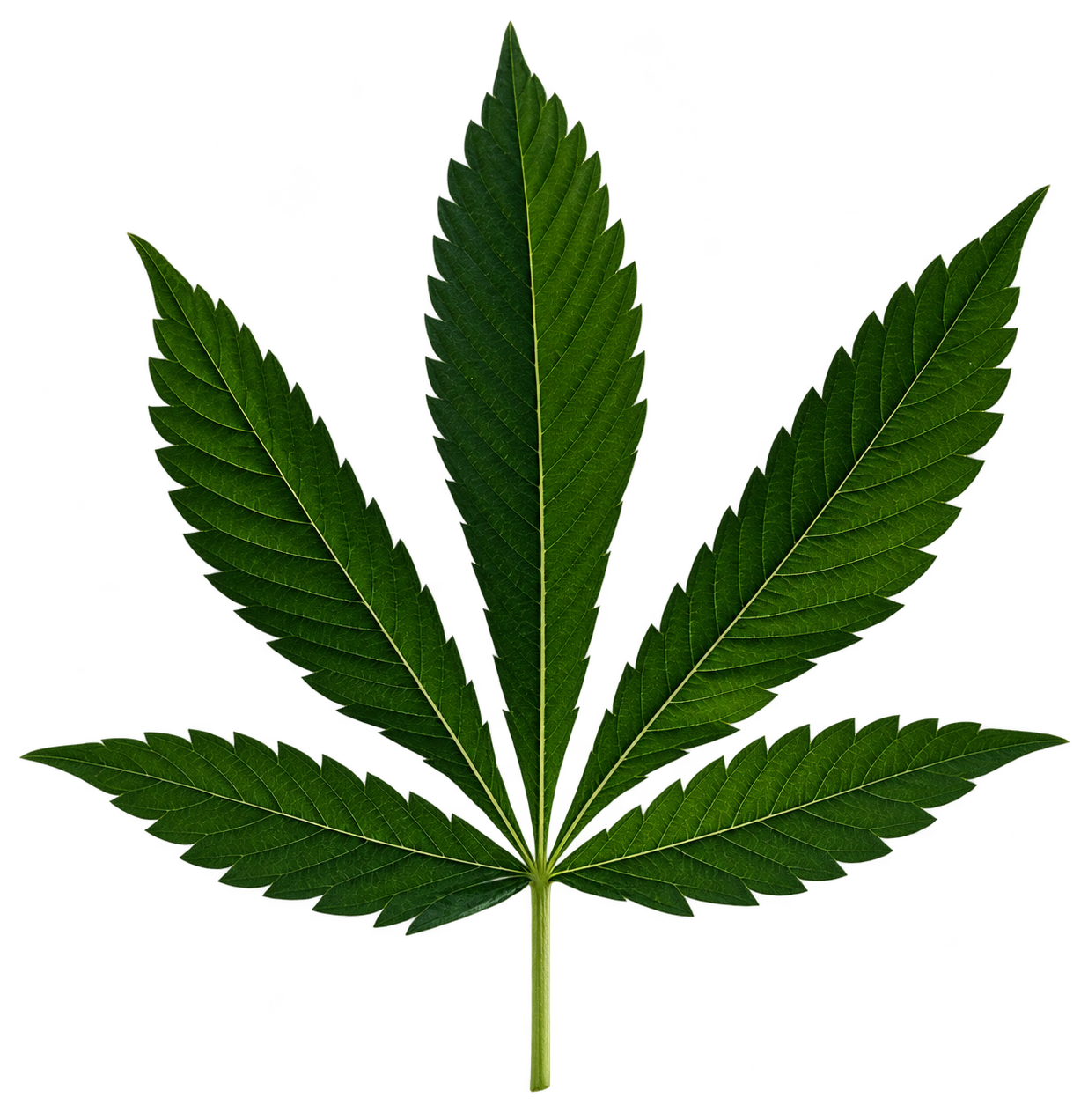 Cannabis leaf